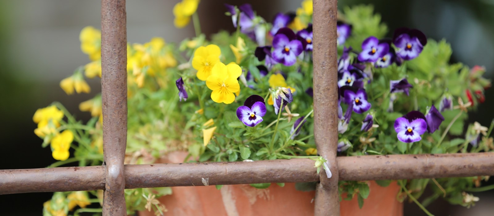 Top 13 des beautés, dans les jardins printaniers